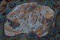 Texture of fossil wood Royalty Free Stock Photo