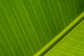 Texture of fragment green leave of banana palm. Background of exotic leave. Copy space
