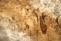 The texture of a fragment of a polished wooden section of the trunk of an oak grove shows growth rings