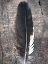 the texture of the free-range chicken feathers that I took was lying on the ground Royalty Free Stock Photo