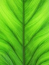 Texture fresh bright green leaf background in nature. Macro green leaf background with linear texture. Close up of beautiful vein Royalty Free Stock Photo