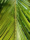 Texture fresh bright green leaf background in nature. Macro green leaf background with linear texture. Close up of beautiful vein Royalty Free Stock Photo