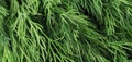 Texture of fresh dill herb close up. Royalty Free Stock Photo