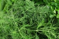 Texture of fresh dill herb close up. Royalty Free Stock Photo