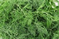 Texture of fresh dill herb close up. Royalty Free Stock Photo