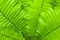 Fresh green fern leaves on blur background in the garden. Royalty Free Stock Photo