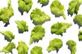 Texture of fresh foliage of green lettuce. Royalty Free Stock Photo