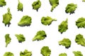 Texture of fresh foliage of green lettuce. Royalty Free Stock Photo