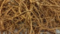 texture of fresh ginseng root Royalty Free Stock Photo