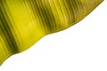 Texture of fresh green banana leaf isolated on white . Saved wit Royalty Free Stock Photo