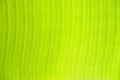 Texture of fresh green banana leaves with sunlight. Pattern line background of leaf Royalty Free Stock Photo