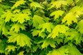 Texture of fresh green leaf maple. Background for design_ Royalty Free Stock Photo