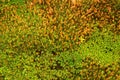 Texture of fresh green moss Royalty Free Stock Photo