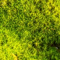 Texture of fresh green moss Royalty Free Stock Photo