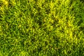 Texture of fresh green moss Royalty Free Stock Photo