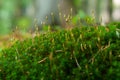 Texture of fresh green plant. Colorful green fresh forest Polytrichales moss