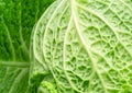 Texture of fresh green savoy cabbage leaf closeup Royalty Free Stock Photo