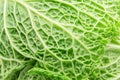 Texture of fresh green savoy cabbage leaf closeup