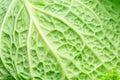 Texture of fresh green savoy cabbage leaf closeup