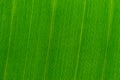 Texture of a fresh green tropical banana leaf. Close-up. Background for design Royalty Free Stock Photo