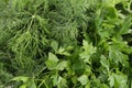 Texture of fresh herb close up. Royalty Free Stock Photo