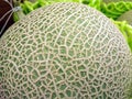 Texture on Fresh Japanese Green Melon Skin Royalty Free Stock Photo