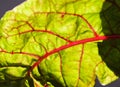 The texture of the fresh leaf beet with red streaks and drops of dew Royalty Free Stock Photo