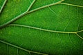 texture fresh leaf closeup, macro shot of eco greenery Royalty Free Stock Photo