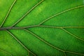 texture fresh leaf closeup, macro shot of eco greenery Royalty Free Stock Photo