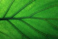 texture fresh leaf closeup, macro shot of eco greenery Royalty Free Stock Photo