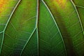 texture fresh leaf closeup, macro shot of eco greenery Royalty Free Stock Photo