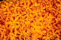 Texture Fresh orange Mokara orchid flower bouquet cut sale market. Royalty Free Stock Photo