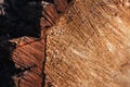 The texture of a fresh sawn wood with growth rings. Close-up of round trunk with drops of resin. Royalty Free Stock Photo