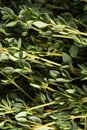 Texture of fresh thyme as a background. Close shot of thyme. Royalty Free Stock Photo
