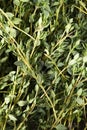 Texture of fresh thyme as a background. Close shot of thyme. Royalty Free Stock Photo