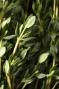 Texture of fresh thyme as a background. Close shot of thyme. Macro photo. Royalty Free Stock Photo