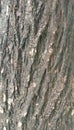 Texture of tree bark close up of pine tree Original wood texture on the cut Royalty Free Stock Photo