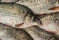 The texture of freshwater fish scales. Several fresh crucian lie together