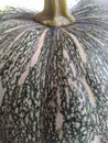 Texture of fress green Pumpkin in home garden. Royalty Free Stock Photo