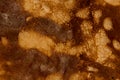 Texture of fried pancakes ruddy is macro