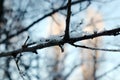 Texture of frost close up - black tree branches and white snow, winter lace fros