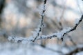 Texture of frost close up - black tree branches and white snow, winter lace fros