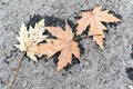Texture of frozen yellow maple leaves