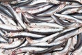 Texture full of many fresh raw anchovy Royalty Free Stock Photo