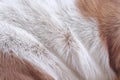 Texture fur dog white brown smooth patterns on background Royalty Free Stock Photo