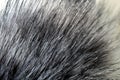 Texture fur gray with a long nap