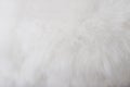 Texture fur gray or white dog abstract for background , Natural animal patterns skin Royalty Free Stock Photo