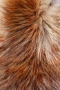 Texture of fur Royalty Free Stock Photo