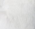 Texture fur white cat for background,Natural animal patterns skin Royalty Free Stock Photo