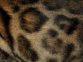 The texture of fur wild animal leopard Royalty Free Stock Photo